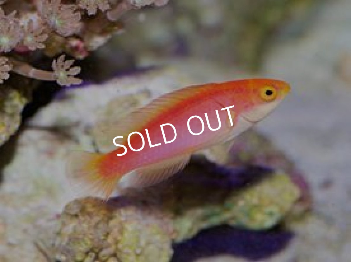 画像4: ハワイアンフレームラス ペア (4)