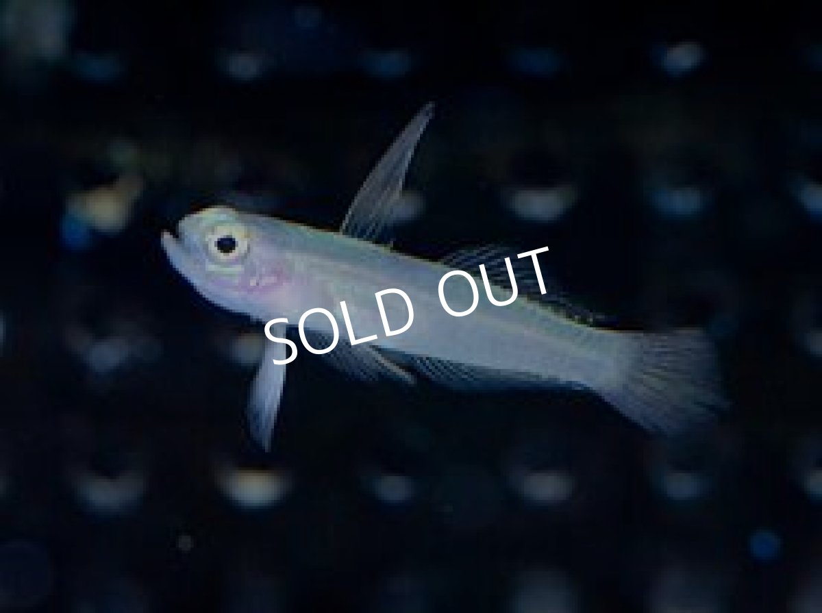 画像3: 八重山産 モエギハゼ (3)