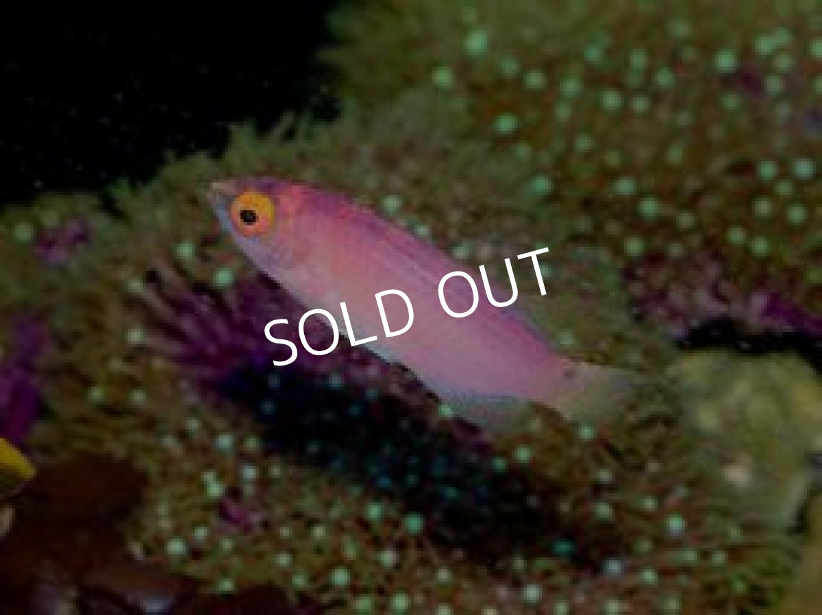 画像2: ピンテールフェアリーラス ペア (2)