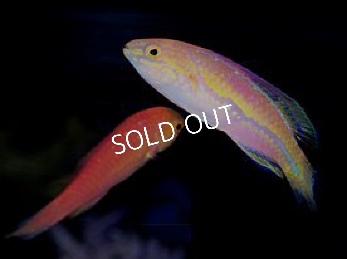 画像2: ピンテールフェアリーラス ペア (2)