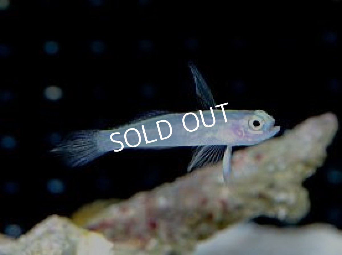 画像2: 八重山産 モエギハゼ (2)