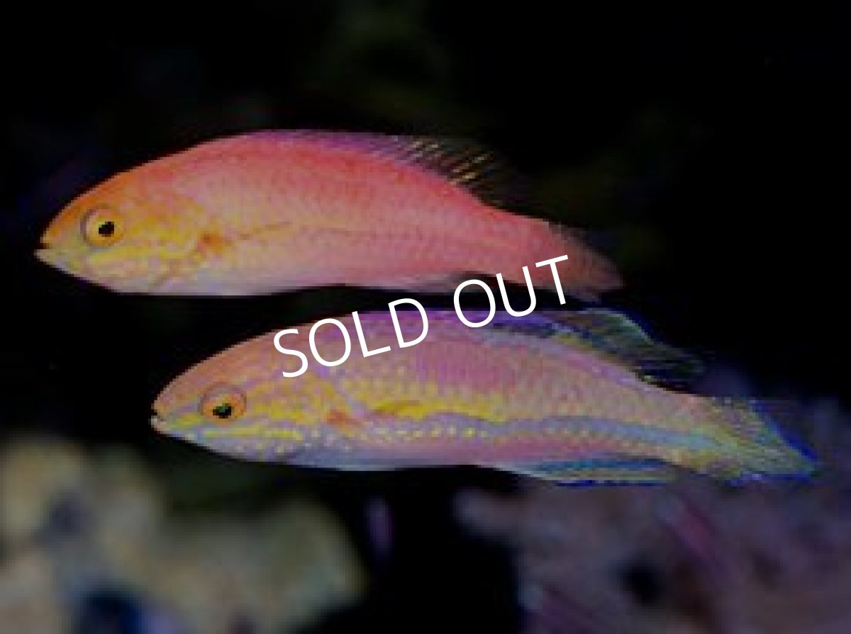 画像3: ピンテールフェアリーラス ペア (3)