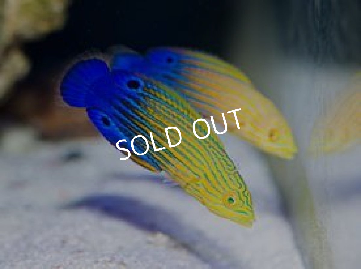 画像2: サウスシーズラス(フェミニンラス)♀ (2)