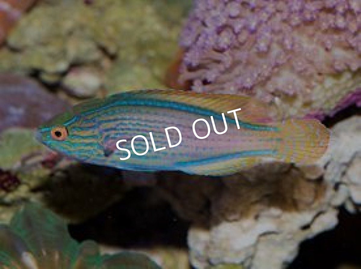 画像2: ラインドフェアリーラス　ペア (2)