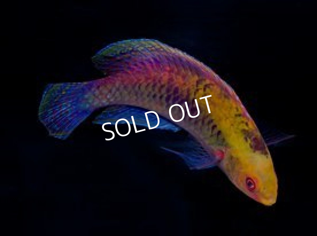 画像2: イトヒキベラsp (2)