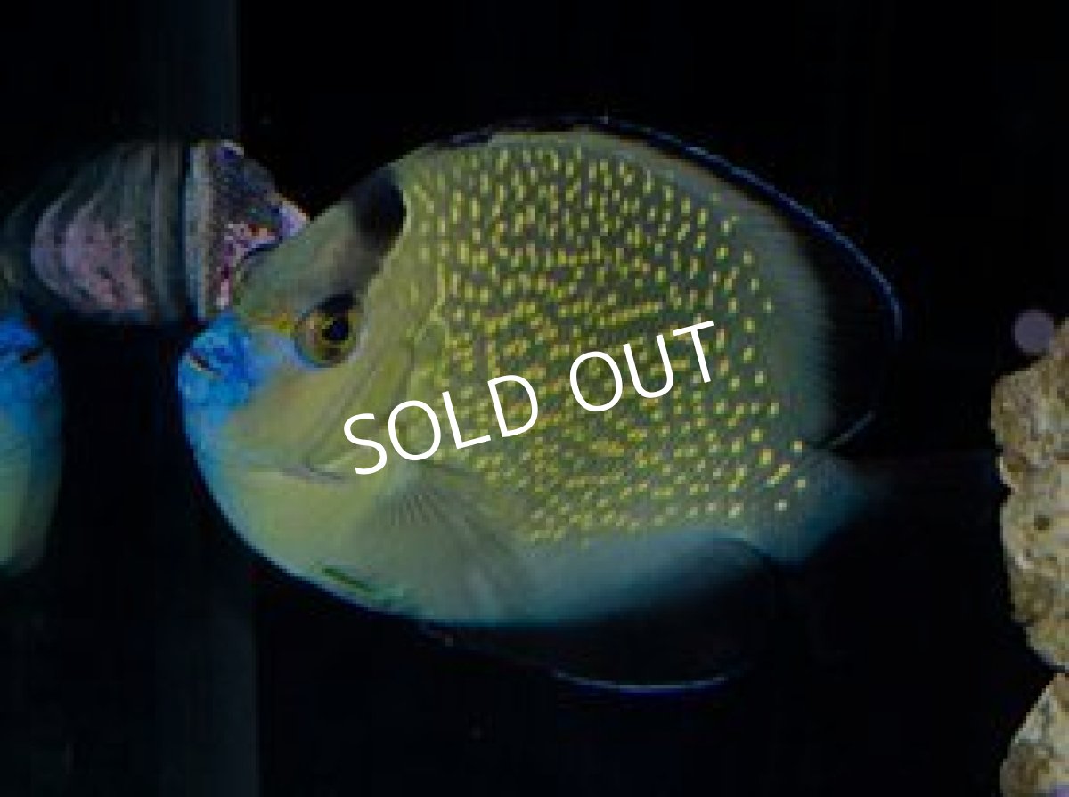 画像2: ゴールドフレークエンゼル (2)