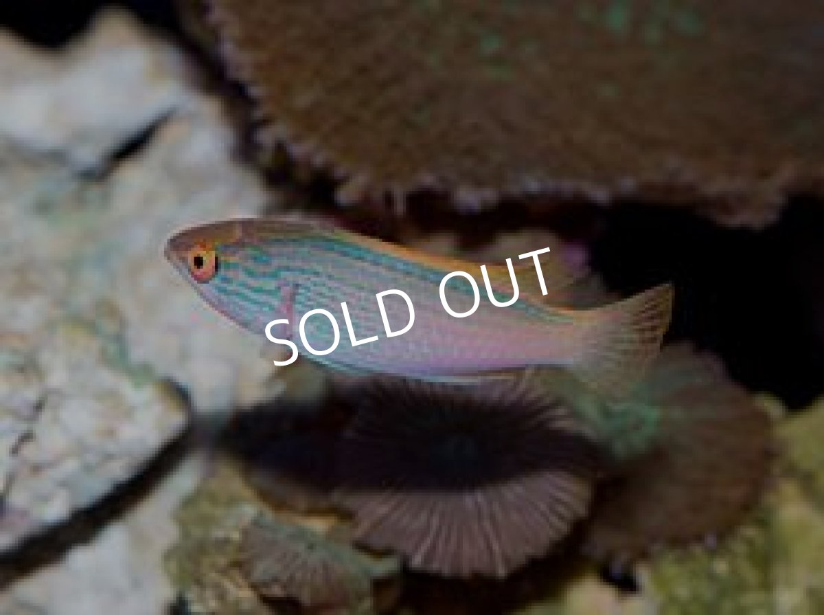 画像2: ラインドフェアリーラス ペア (2)