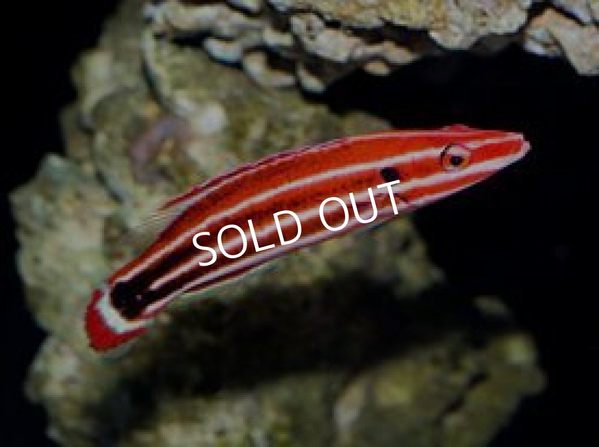 画像2: ペパーミントホグフィッシュ (2)