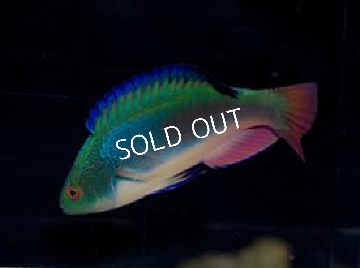 画像2: フィジー産 スコットラス ♂ (2)