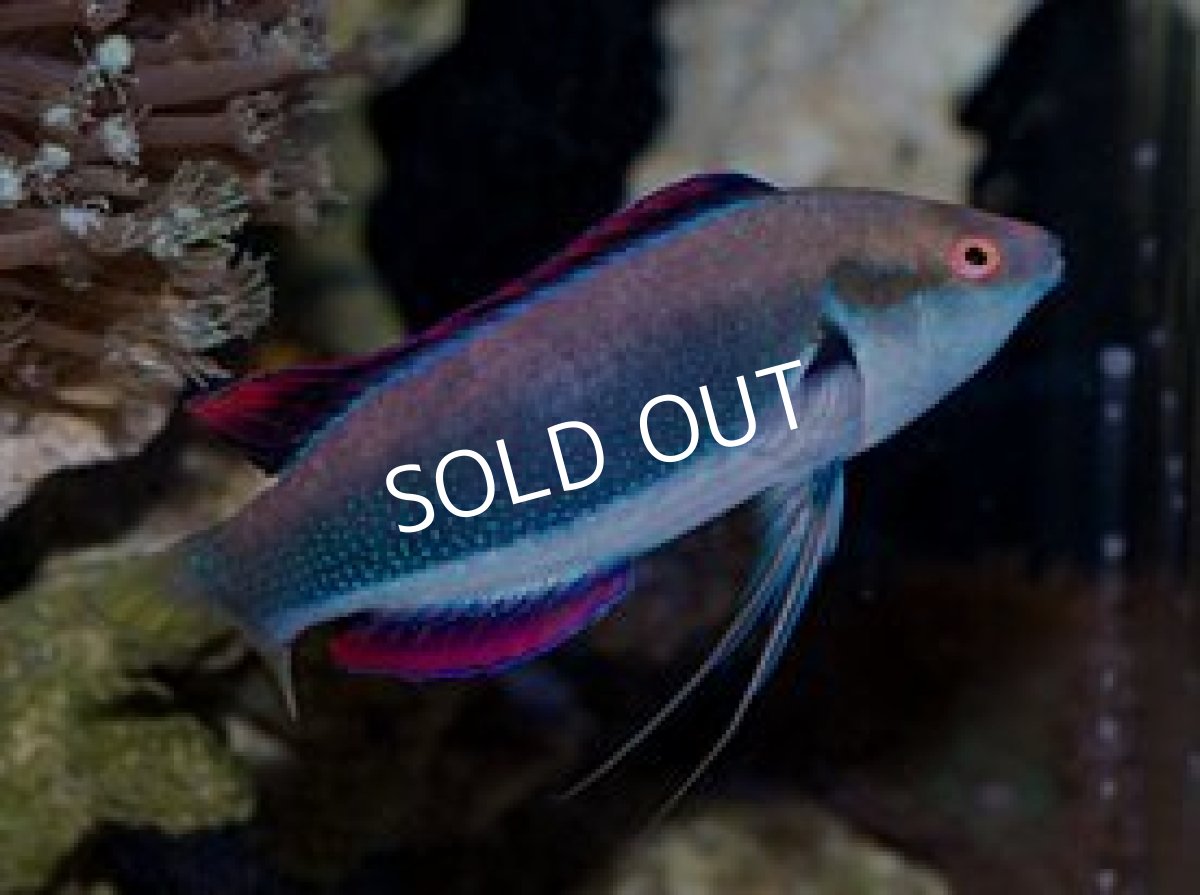 画像2: ニューカレドニア産 ファインスポットフェアリーラス♂ (2)