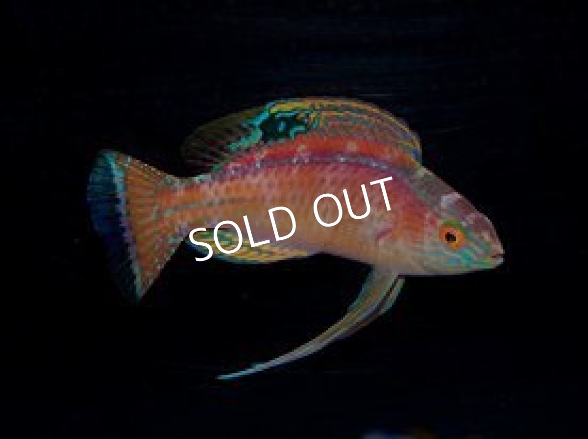 画像2: マニラ産　パイルズフェアリーラス　♂ (2)