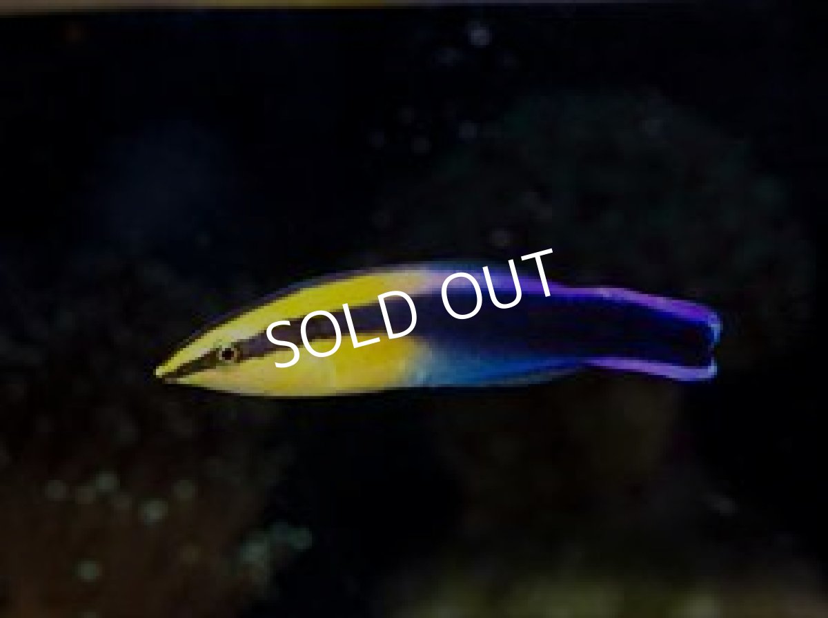 画像2: ハワイアンクリーナーラス (2)