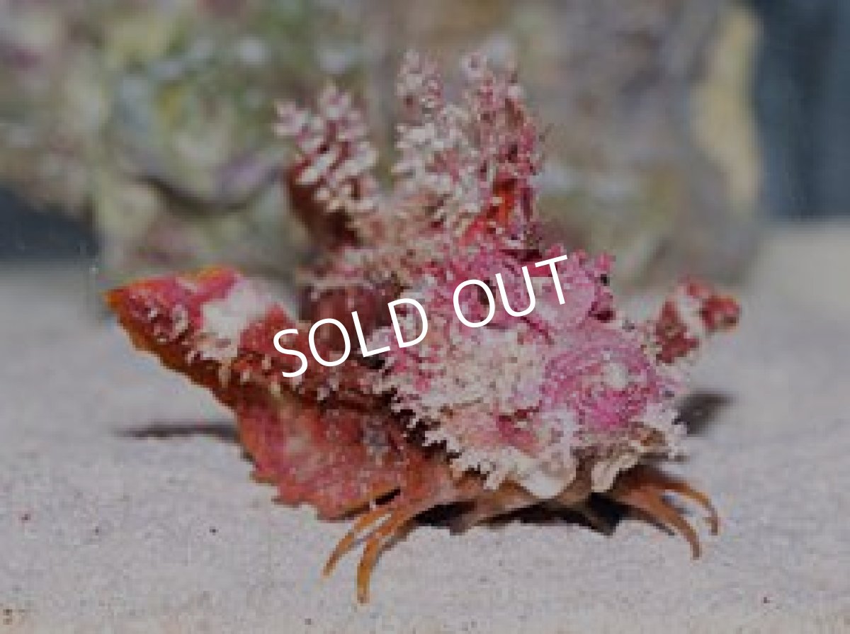 画像2: ヒメオニカサゴ　レッド (2)