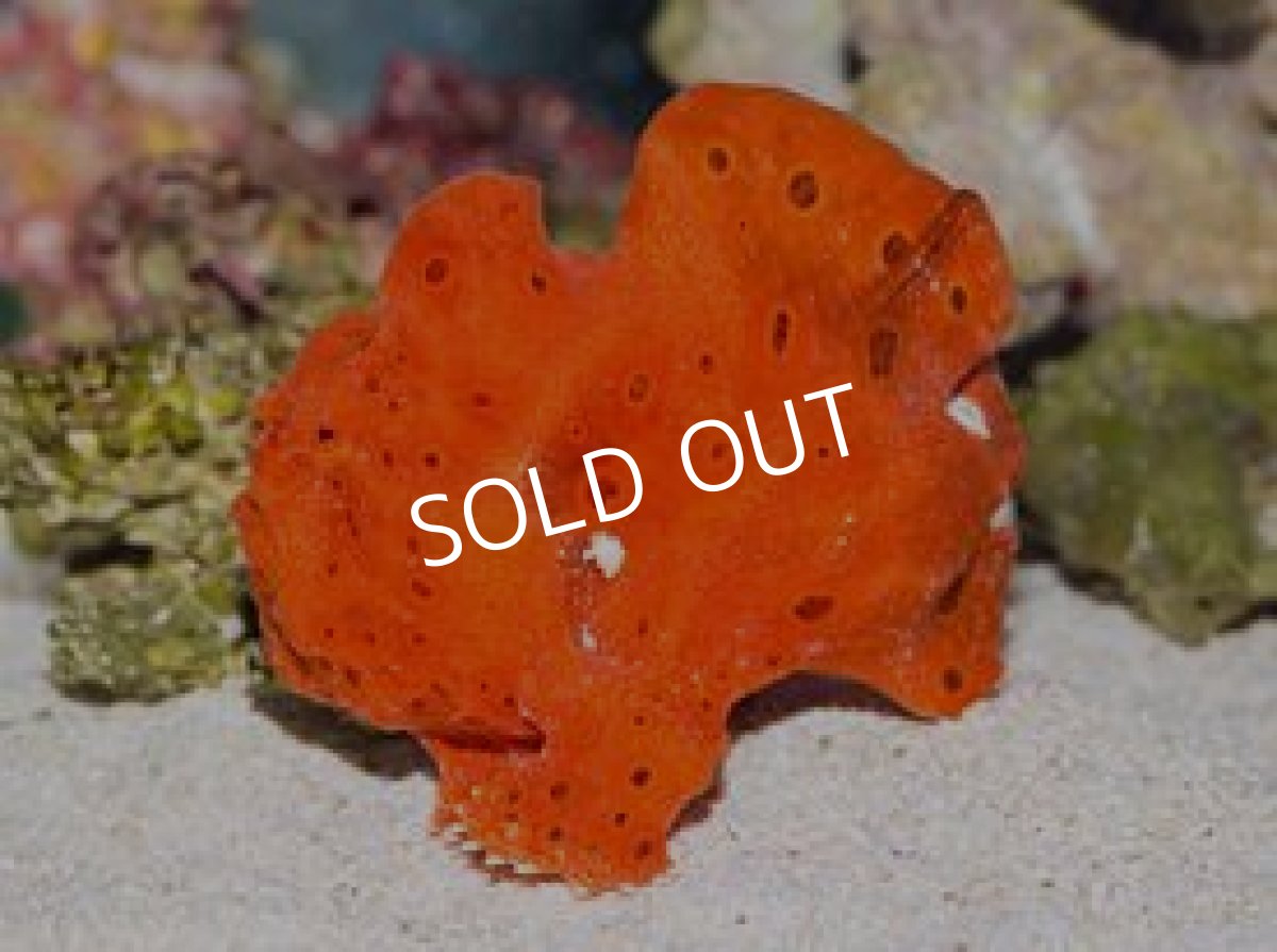 画像2: イロカエルアンコウ　レッド (2)