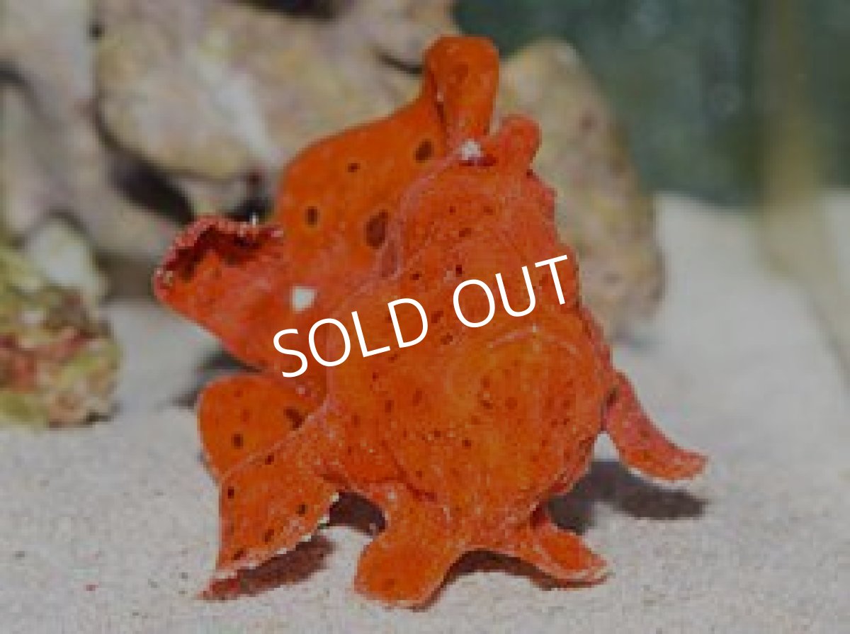 画像3: イロカエルアンコウ　レッド (3)