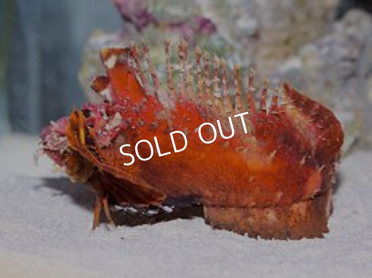 画像3: ヒメオニカサゴ　レッド (3)