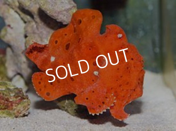 イロカエルアンコウ レッド 海水魚専門店 Ceppo Onlinestore