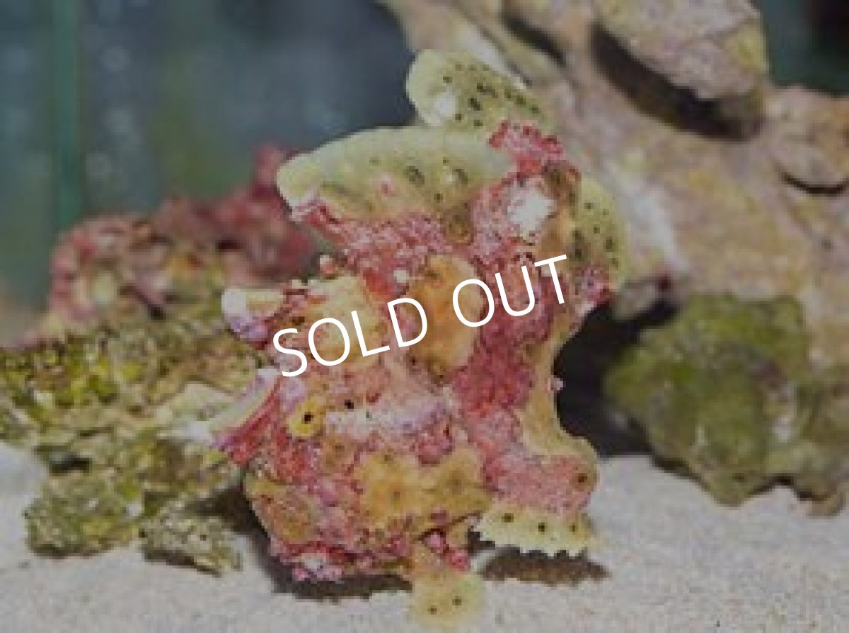 画像2: クマドリカエルアンコウ (2)