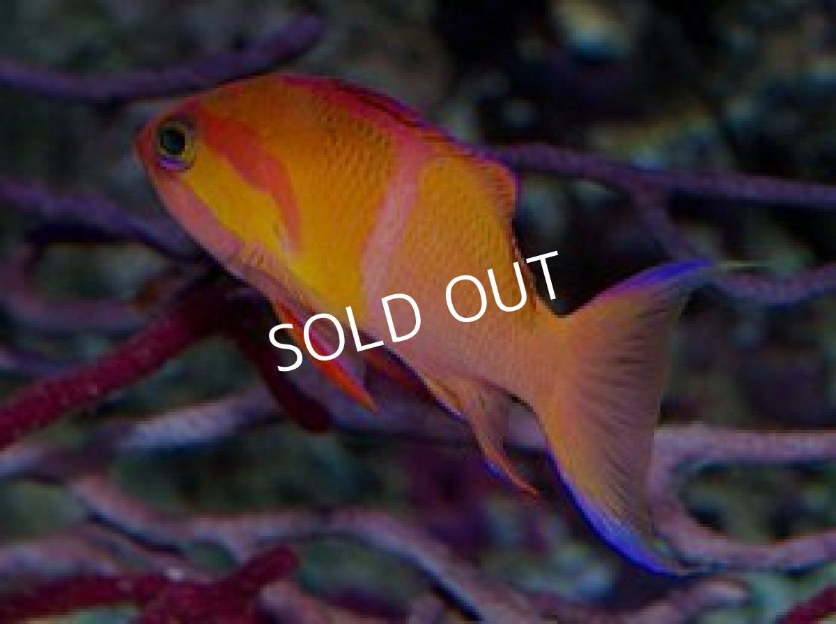 画像2: マイカズアンティアス(Pseudanthias mica) No.1 (2)