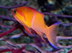 画像2: マイカズアンティアス（Pseudanthias mica）　No.1 (2)