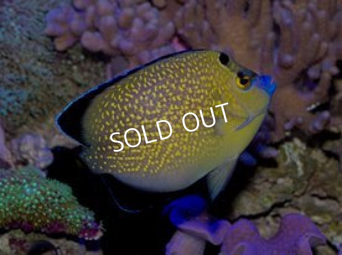 画像2: ゴールドフレークエンゼル (2)