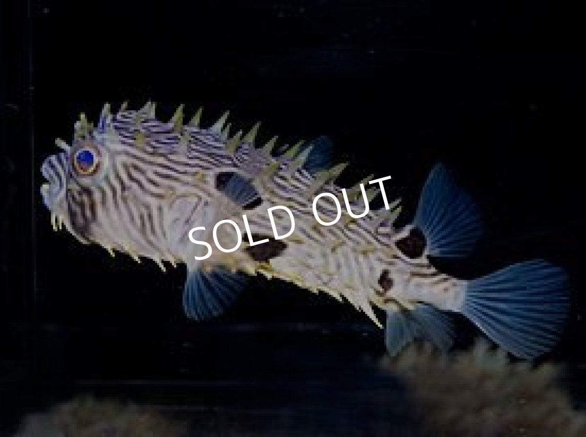 画像2: ストライプドバーフィッシュ　No.1 (2)