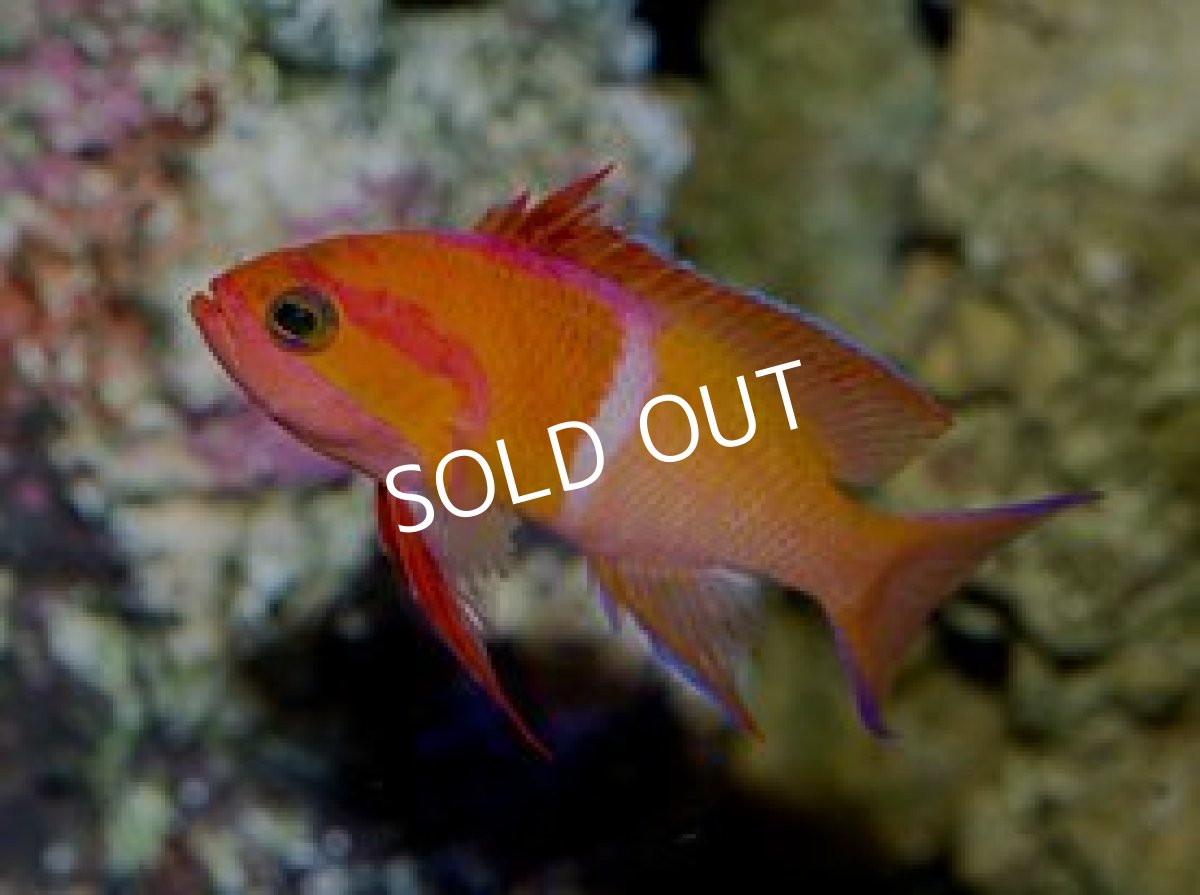 画像3: マイカズアンティアス(Pseudanthias mica) No.1 (3)