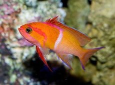 画像3: マイカズアンティアス（Pseudanthias mica）　No.1 (3)