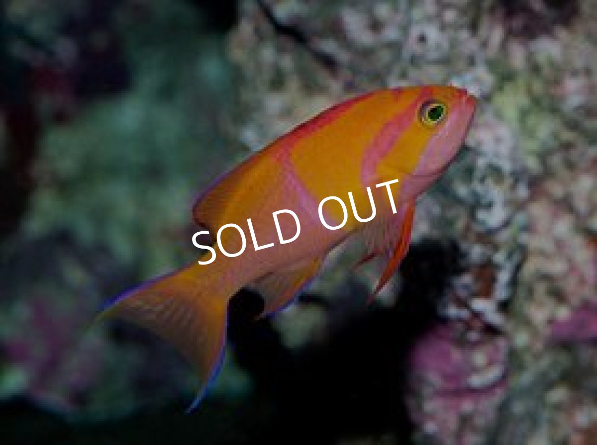 画像3: マイカズアンティアス(Pseudanthias mica) No.2 (3)