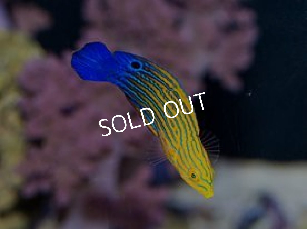 画像2: サウスシーズラス（フェミニンラス）♀  (2)