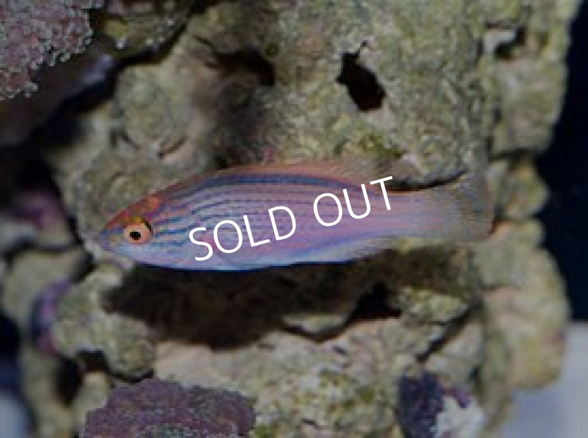 画像2: ラインドフェアリーラス ペア (2)