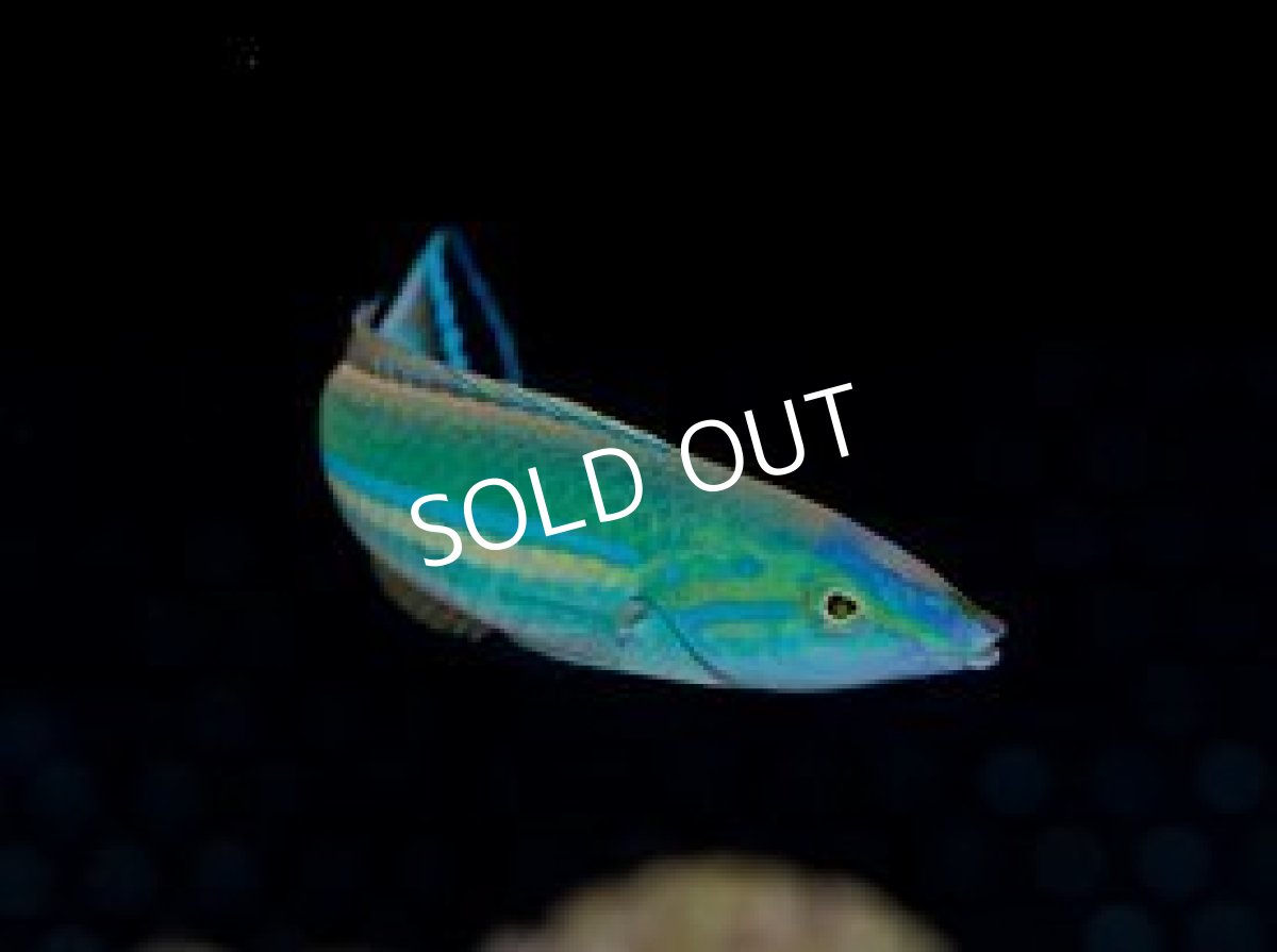 画像4: フィジー産　オグロベラ　♂、♀ (4)