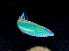 画像4: フィジー産　オグロベラ　♂、♀ (4)