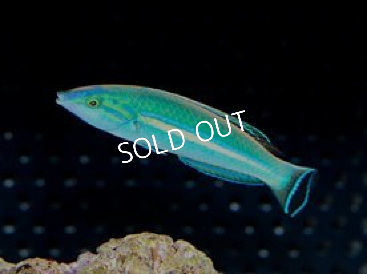 画像2: フィジー産　オグロベラ　♂、♀ (2)