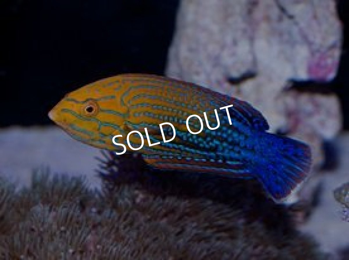 画像2: サウスシーズラス(フェミニンラス)若♂ (2)