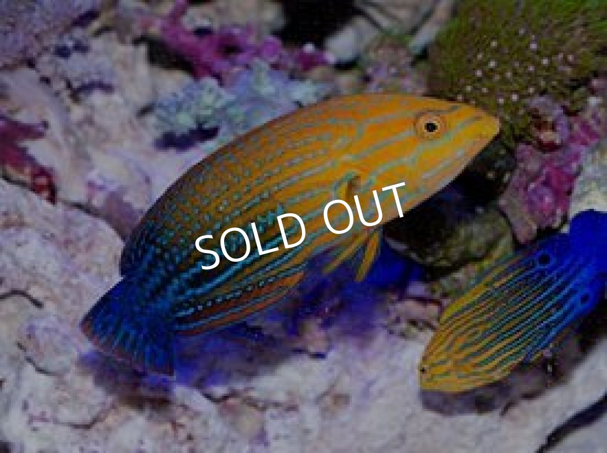 画像3: サウスシーズラス(フェミニンラス)若♂ (3)