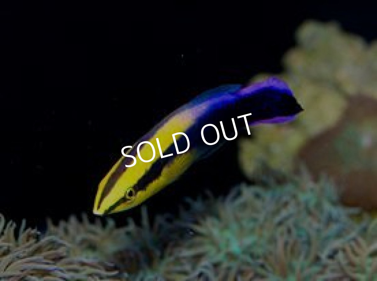 画像2: ハワイアンクリーナーラス (2)