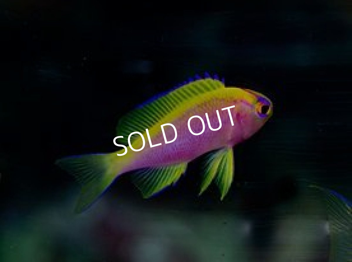 画像2:  マニラ便　ベントラリスアンティアス　No.2　 (2)