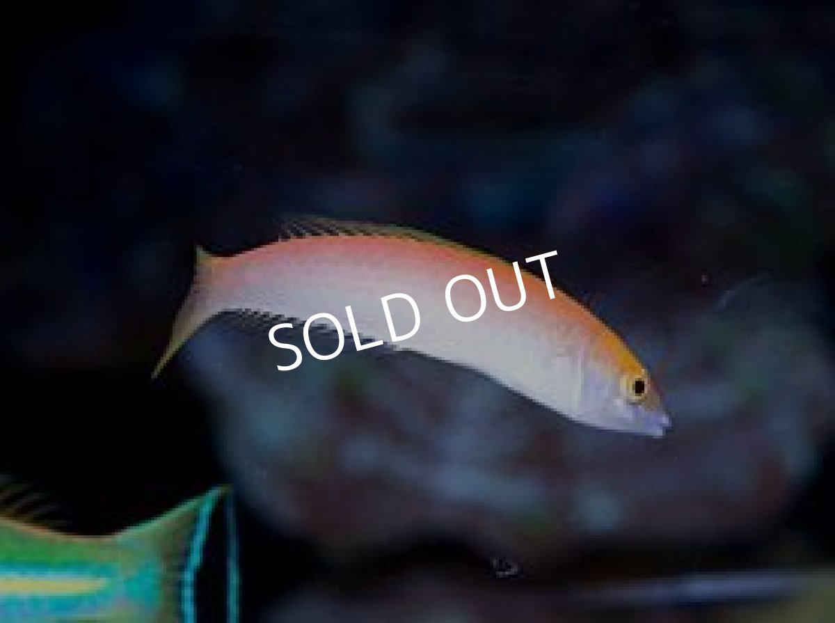 画像2: バヌアツ産 オグロベラ ♂&♀ (2)