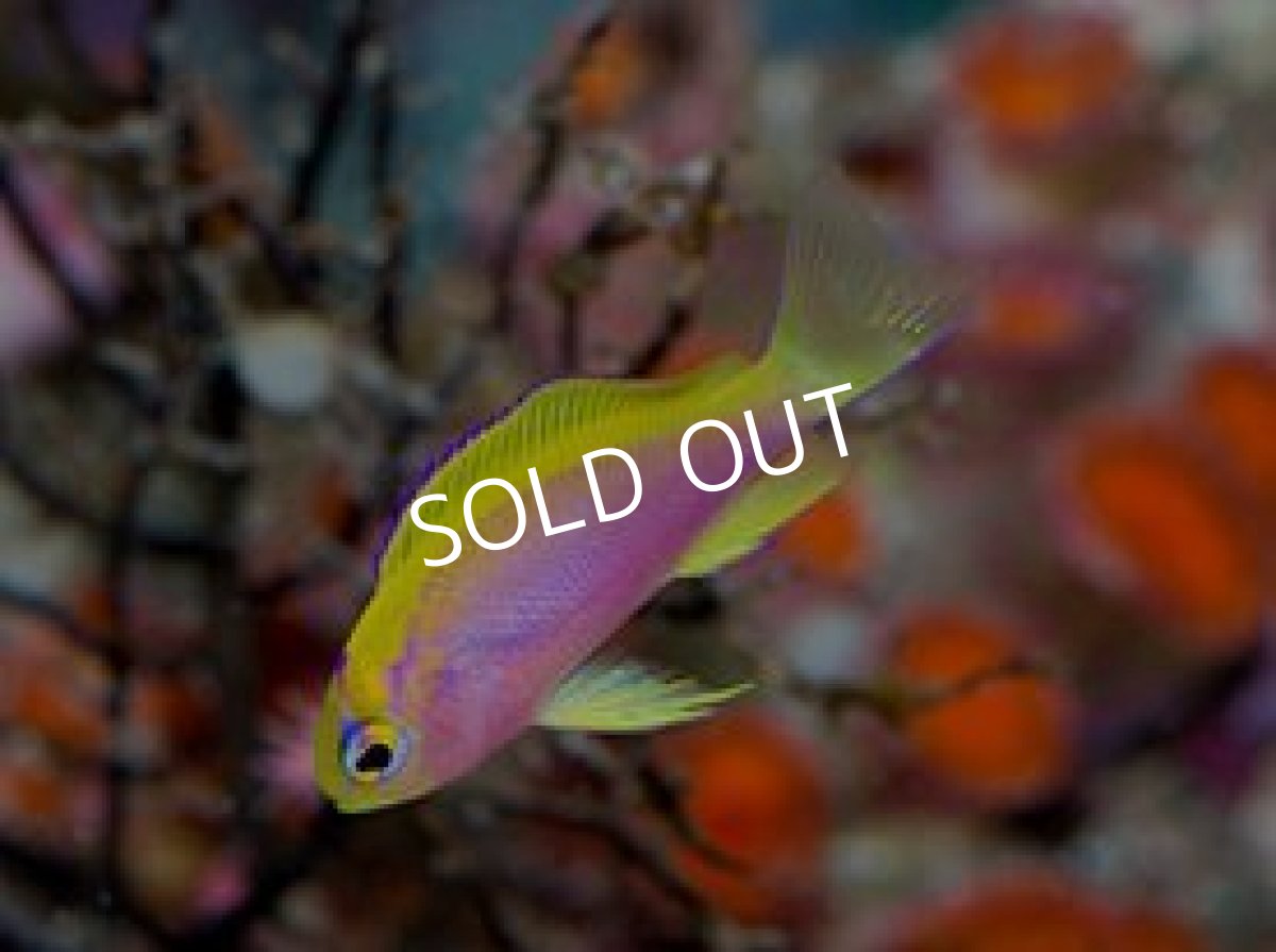 画像3:  マニラ便　ベントラリスアンティアス　No.2　 (3)