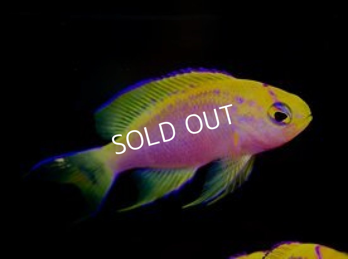 画像2:  マニラ便 ベントラリスアンティアス No.1 (2)