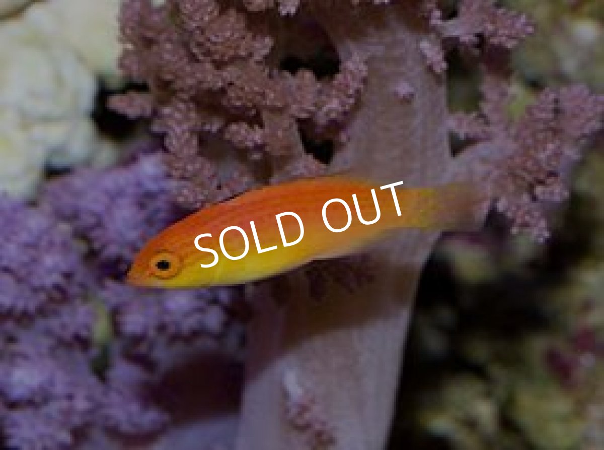 画像3: フィジー産 ナハッキーズフェアリーラス ペア (3)