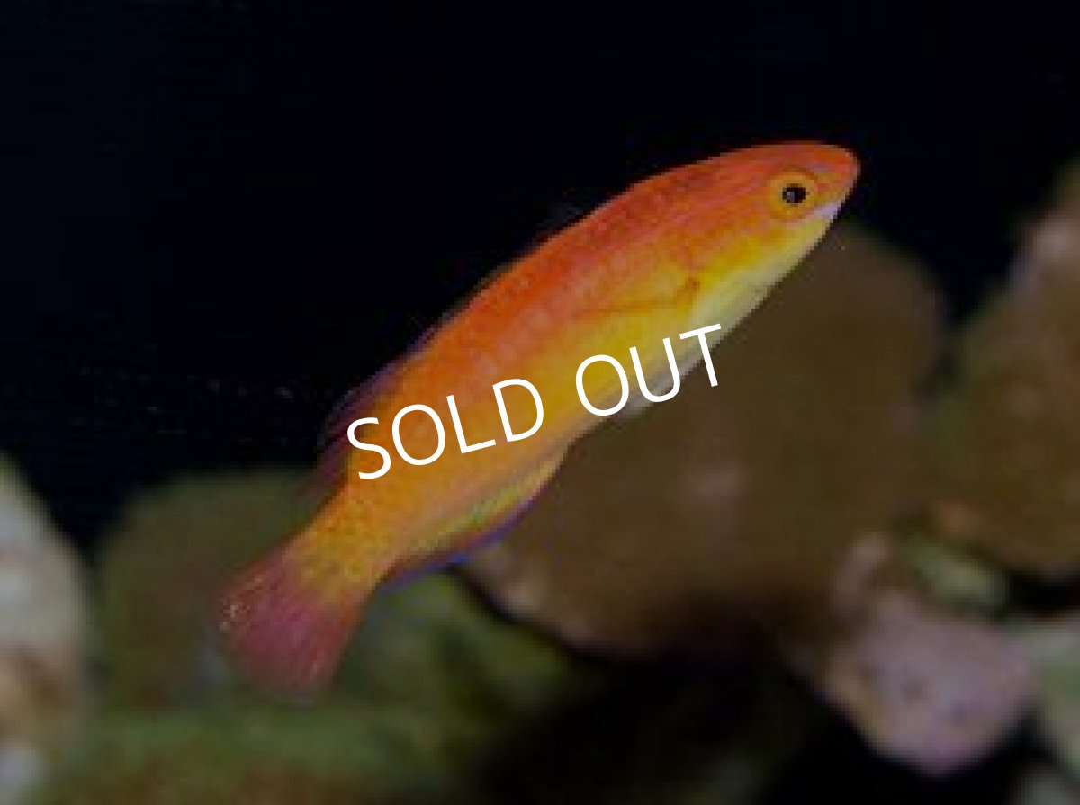 画像2: フィジー産 ナハッキーズフェアリーラス ペア (2)