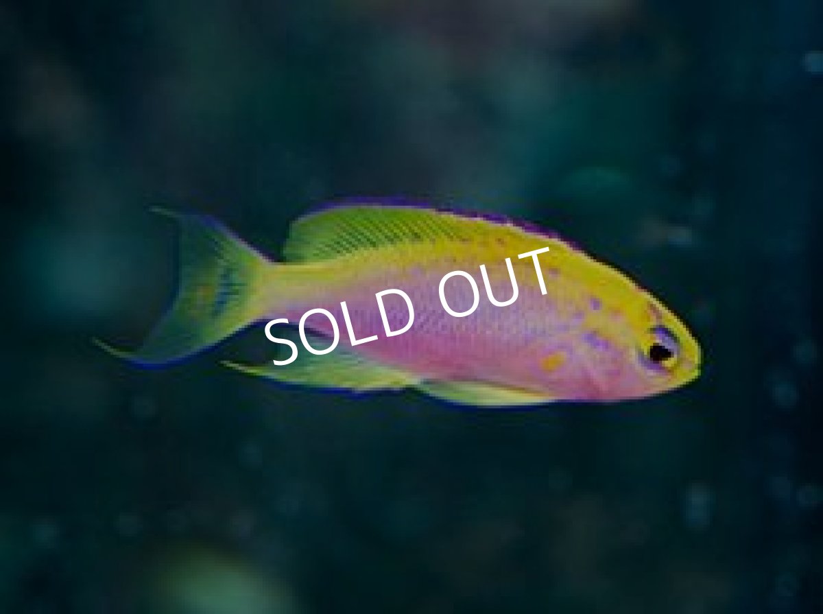 画像2:  マニラ便　ベントラリスアンティアス　No.3 (2)