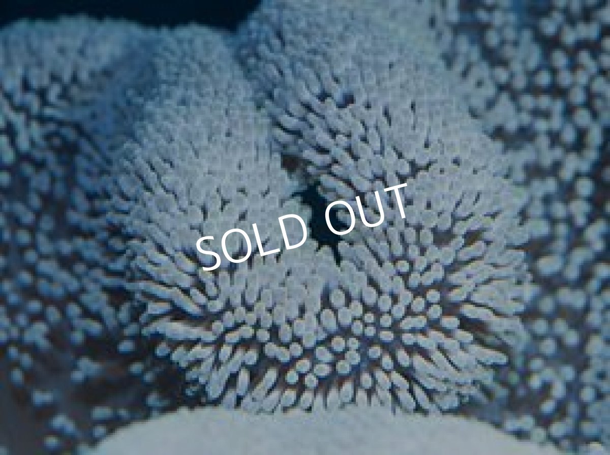 画像3: 八重山産　ハタゴイソギンチャク　LL (3)