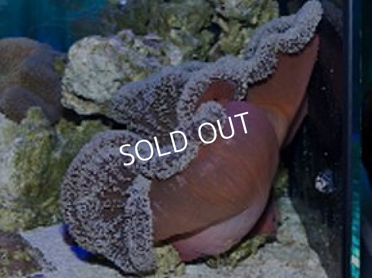 画像2: 八重山産　ハタゴイソギンチャク　LL (2)