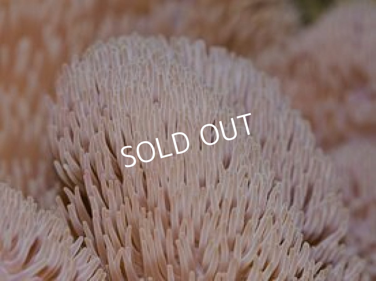 画像3: 八重山産　ハタゴイソギンチャク　L (3)