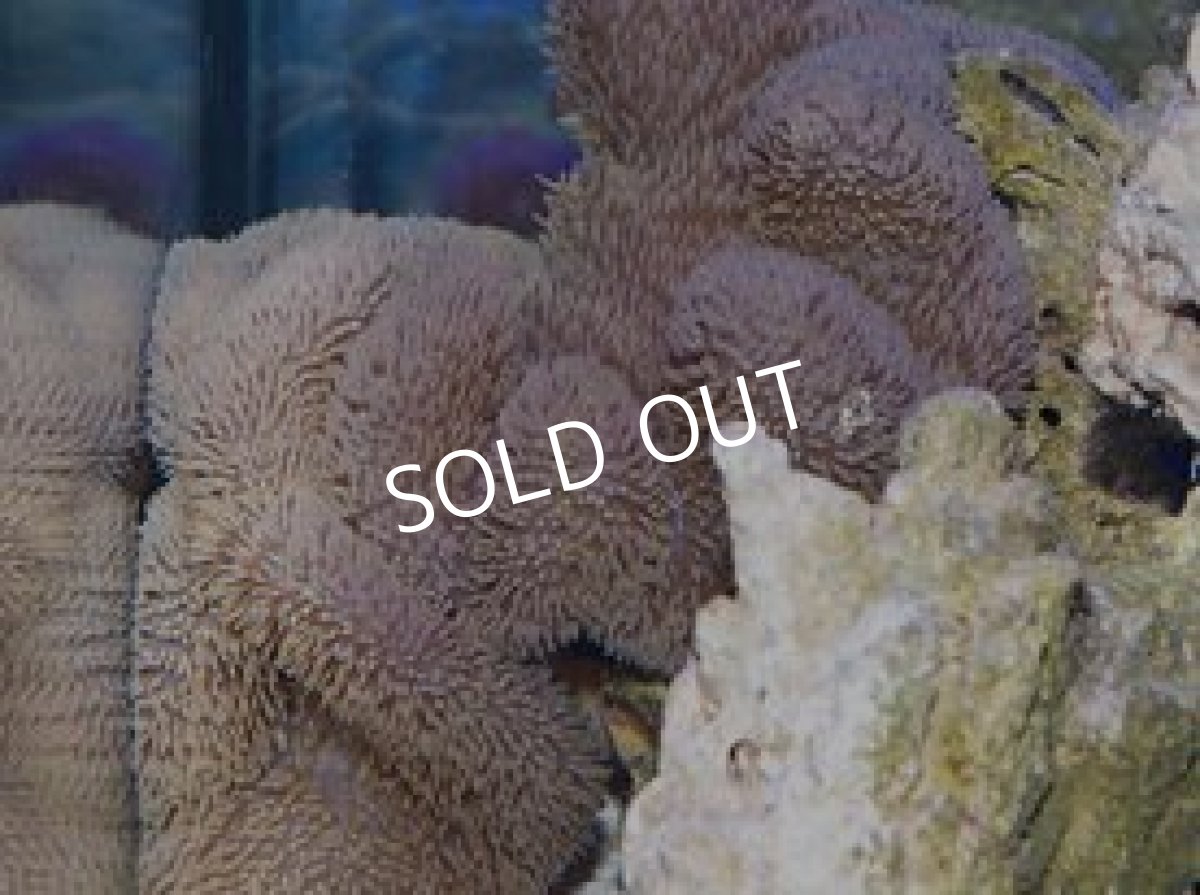 画像2: 八重山産　ハタゴイソギンチャク　L (2)