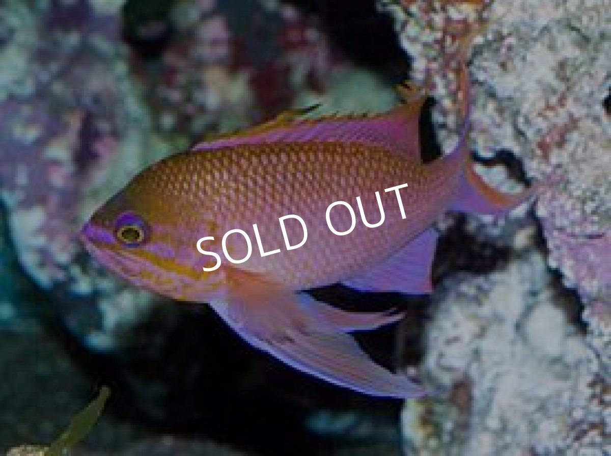 画像3: チチュウカイハナダイ (3)