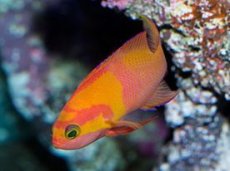 画像1: マイカズアンティアス（Pseudanthias mica）M (1)